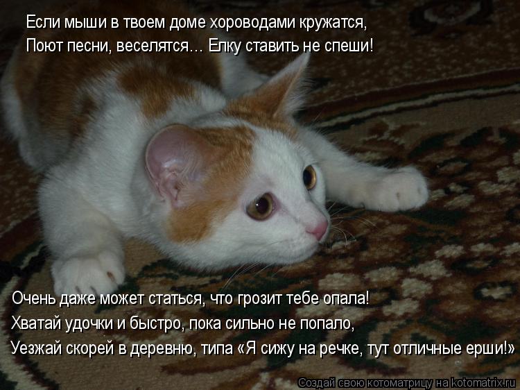 Котоматрица: Остальное